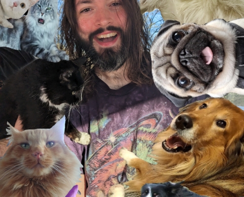 cats vs dogs
